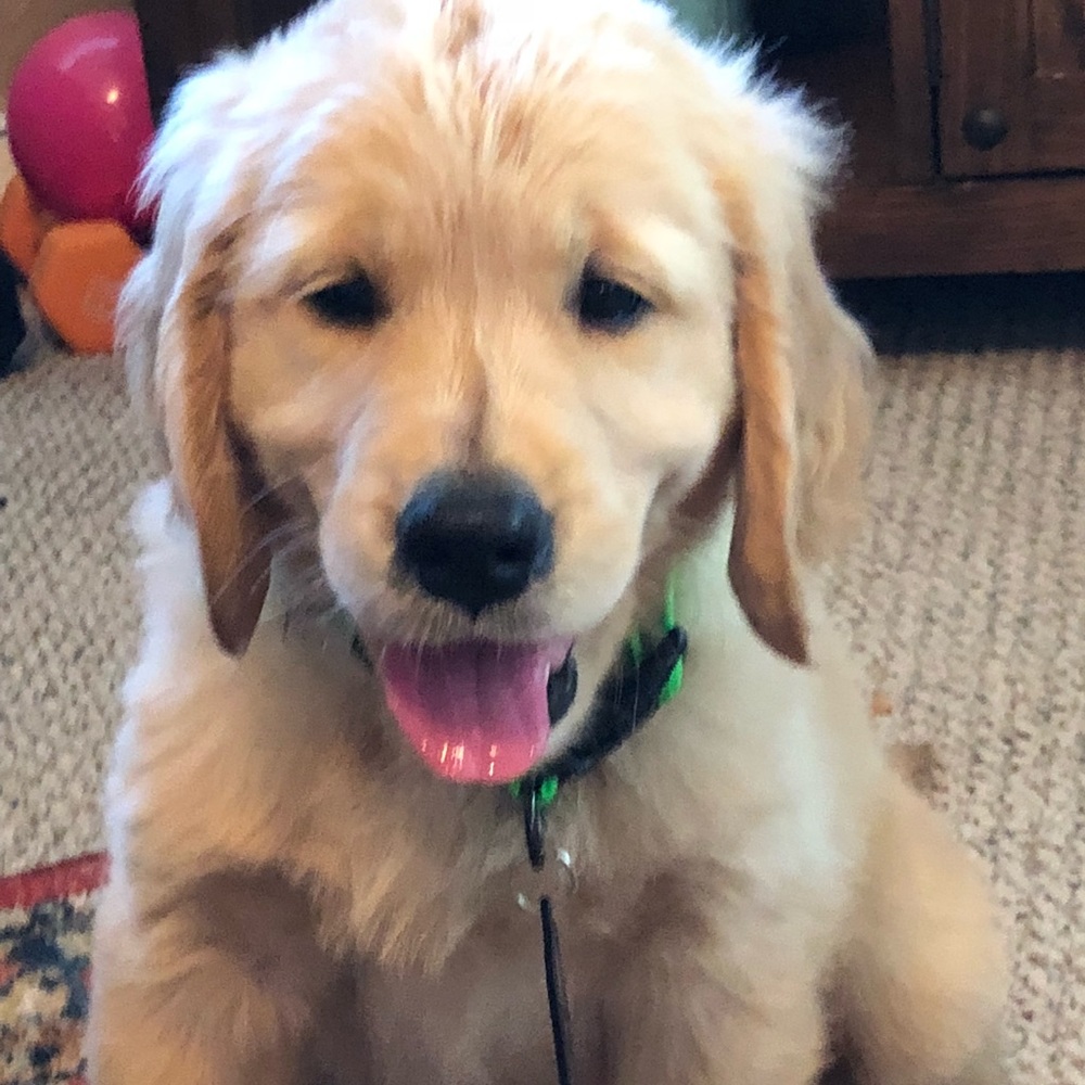 Meet your Posher, Denver